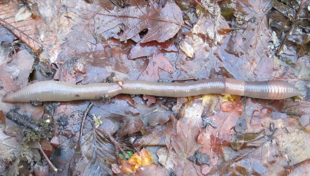 Lumbricus terrestris